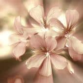 Pelargonium flowers lit from behind
