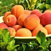 Health benefits of apricot are highest when eaten raw.