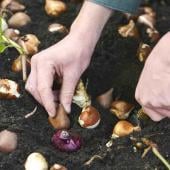 Gardener planting seeds and bulbs in fall