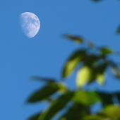 The moon in a blue sky influcencing hazy tree leaves in the foreground.