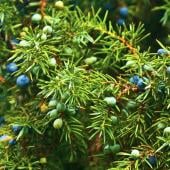 Plants for new year include juniper.