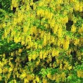Scotch laburnum forms cascades of yellow flowers
