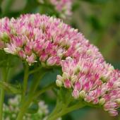 Stonecrop bloom shaped like an umbel with pink-rimmed white flowers.