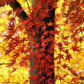 Large trunk of an Acer palmatum with red leaves in the foreground and yellow ones in the background.