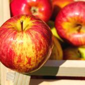Apple resting on the side of a full apple crate.