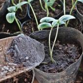 Ashes can help protect seedlings, among other garden uses