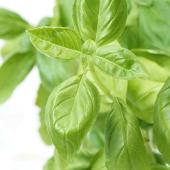basil