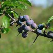 Blackthorn berries or sloes clustered on a branch.