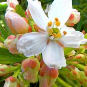 Young blooms of the Choisya ternata Aztec Pearl