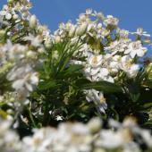 Choisya ternata bush in full bloom against a deep blue spring sky