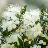 Common myrtle, a flowering shrub