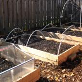 Beds prepared to cover seedlings and sowing