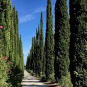 Cypress alleyway