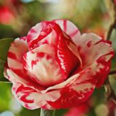 Red-and-white mottled camellia flowers are easy to grow.