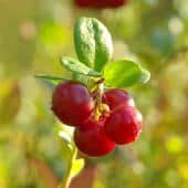 Exotic berry shrubs like cranberry, shown here, survive harsh winters.