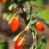 Lycium, the goji berry tree, with red goji berries on a leafed branch.