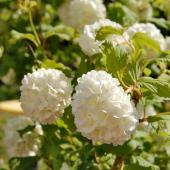 Hedge grown with guelder-rose