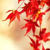 Japanese maple leaves, bright orange-red against a hazy ivory-colored bokeh.