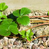 Runners of strawberry plants guided along a cement driveway to spread and multiply.