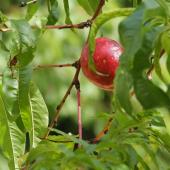 Soft nectarine growing on a tree.