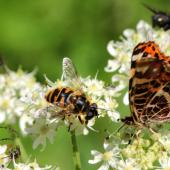 White flowers visited by butterflies, wasps, bumblebees and more.