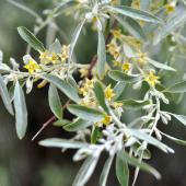 Russian olive tree branch with flowers that will turn into fruits to spread and invade more territory