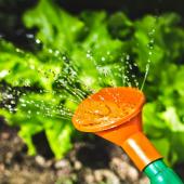 Watering, a critical garden task