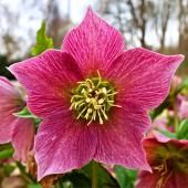 An open pink winter flower, the Christmas rose or hellebore.