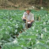 Winter crops