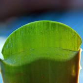 Sliced aloe vera leaf shows health-improving gel.