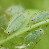 Aphid