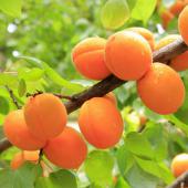 The branch of an apricot tree loaded with ripe orange fruit.