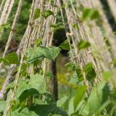 Beans staked and trellised