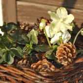 Hellebore in a wicker basket to beautifully decorate a winter balcony