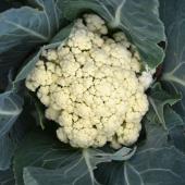 White head of cauliflower wrapped in deep blue-green caulilower leaves.
