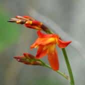 Crocosmia flower opening up