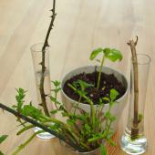 Home-grown mint, rose, hydrangea and basil cuttings in either glass with water or soil mix, on a wooden table.
