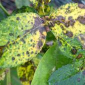 A heavily rust-covered pair of rose tree leaves.