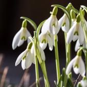 A cluster of snowdrops newly opened under a cold sun.
