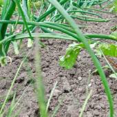 Row of onion and strawberry plants