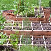 Three square-foot vegetable beds