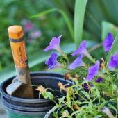 Succeed in planting
