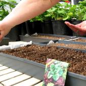 Vegetable sowing in a tray according to calendar