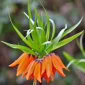 Wonderful orange-blooming crown imperial