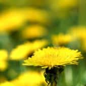 Field full of dandelions
