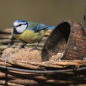 Feeding birds in winter