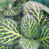 Richly veined fittonia plant