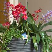 Indoor flower arrangement for winter flower plants