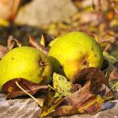 Two pears with leaves on a stump