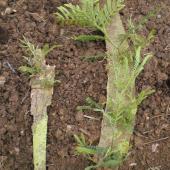 Two slabs of bark from a damaged tree recovered with sprouting mimosa tree shoots.